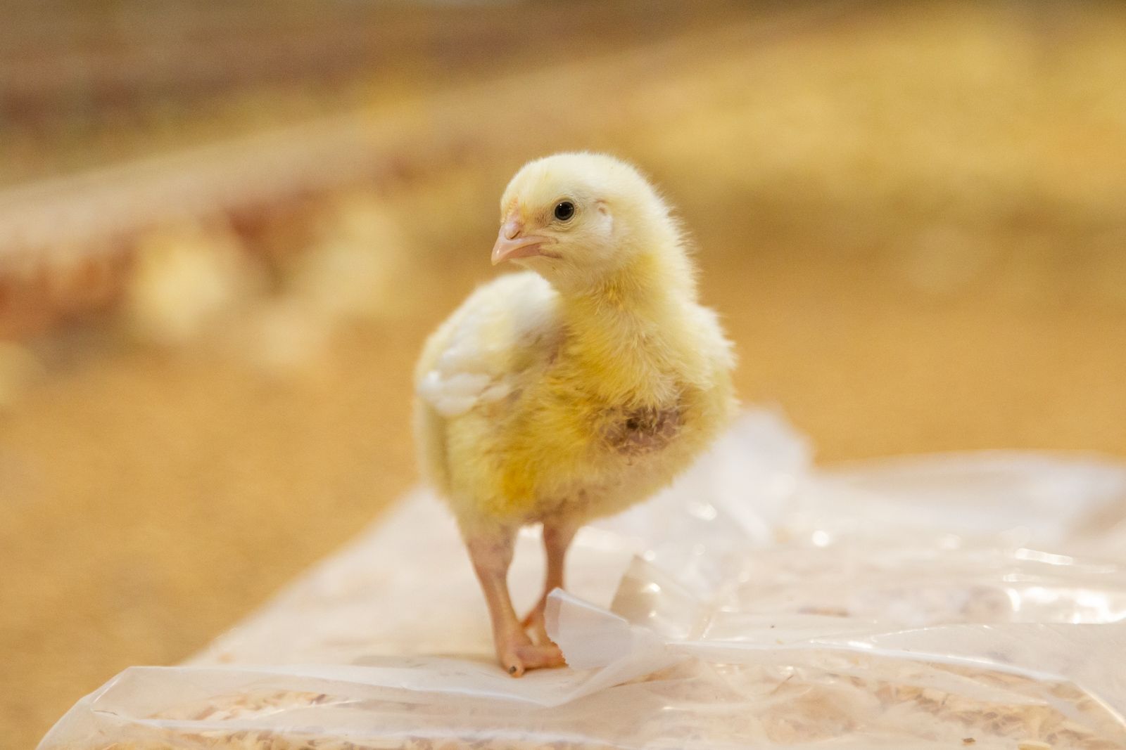 Hatchery